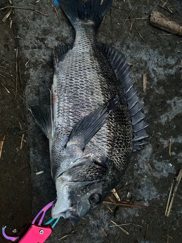 クロダイの釣果