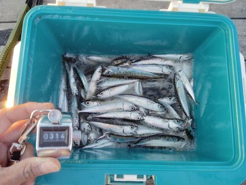 サバの釣果