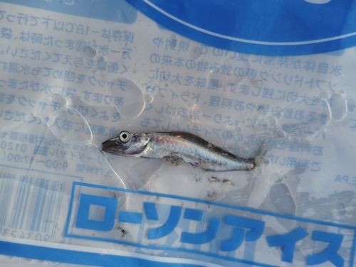カマスの釣果