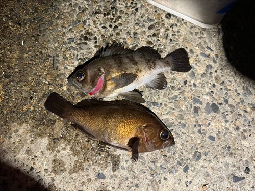 メバルの釣果