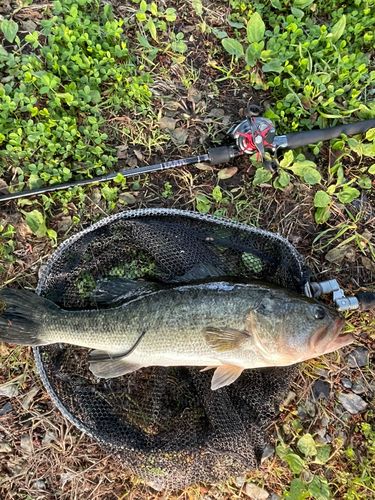 ブラックバスの釣果