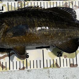 ブラックバス