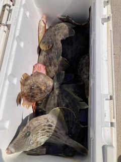 カワハギの釣果
