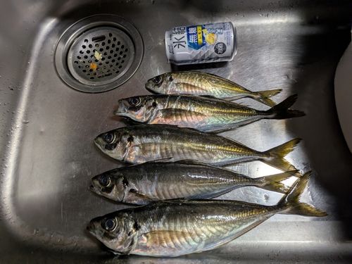 アジの釣果