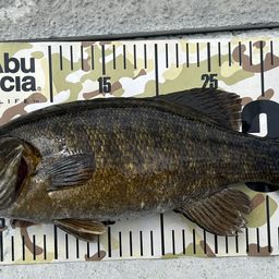 ブラックバス