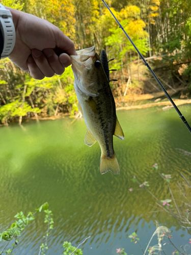 ブラックバスの釣果