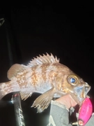 メバルの釣果