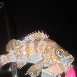 メバル