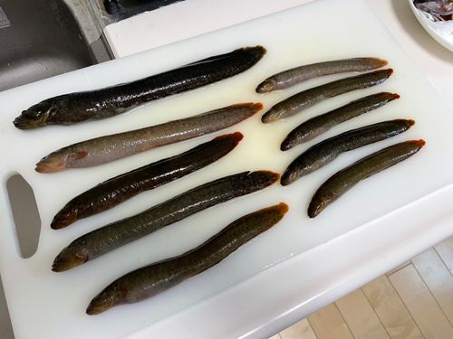 ギンポの釣果
