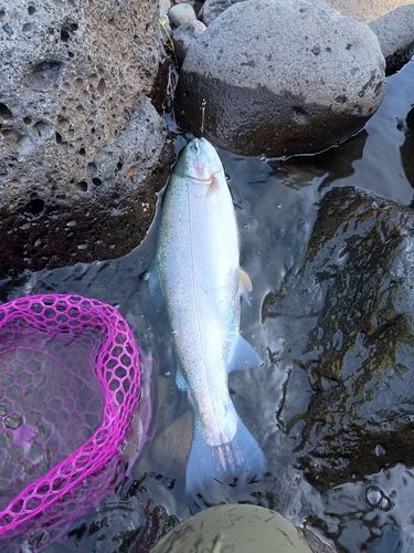 ニジマスの釣果