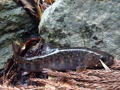 ゴギの釣果