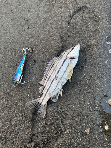 コトヒキ
