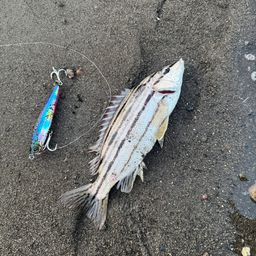 コトヒキ