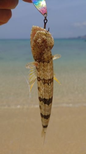 マダラエソの釣果