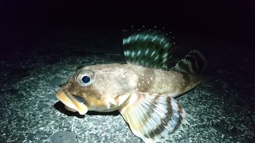 ギスカジカの釣果