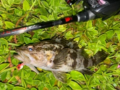 タケノコメバルの釣果