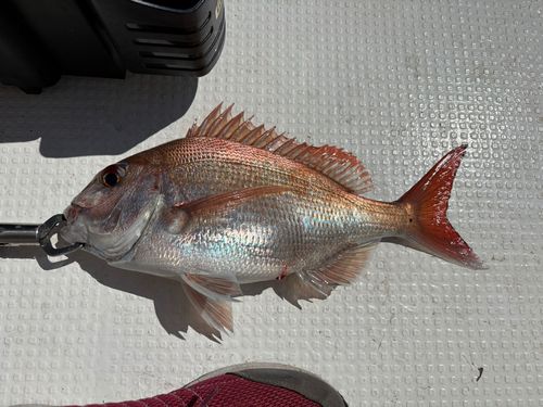 タイの釣果