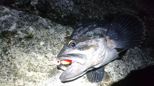 クロソイの釣果