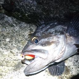 クロソイ