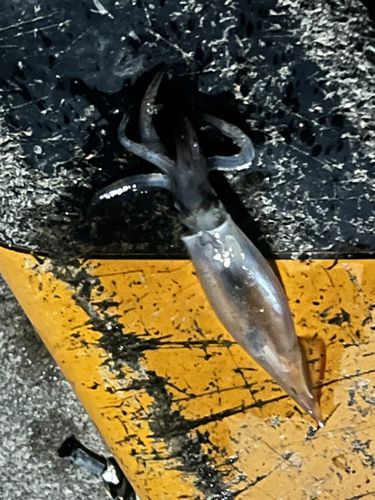 ヤリイカの釣果