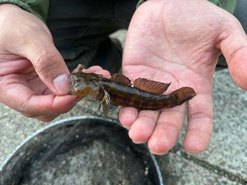 アカオビシマハゼの釣果