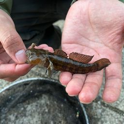 アカオビシマハゼ