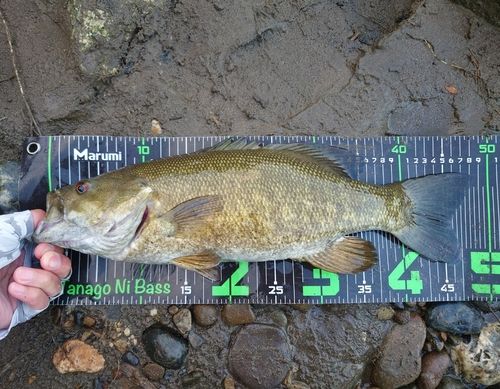 スモールマウスバスの釣果