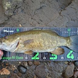 スモールマウスバス