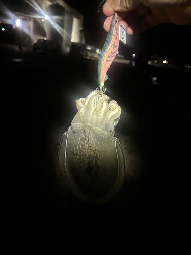 シリヤケイカの釣果