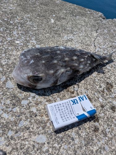 ハリセンボンの釣果