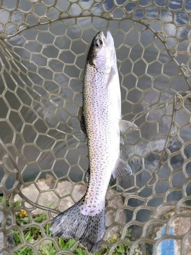 ニジマスの釣果
