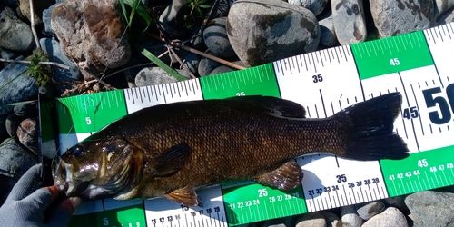 スモールマウスバスの釣果