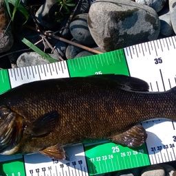 スモールマウスバス