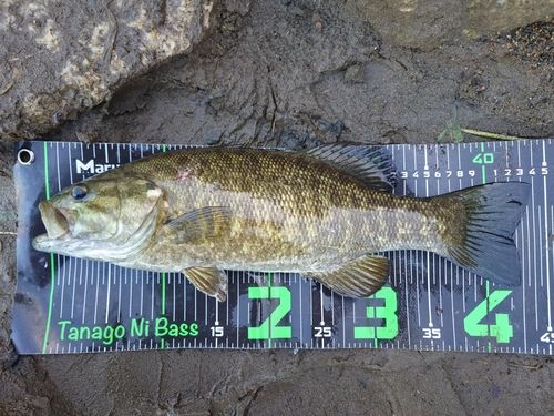 スモールマウスバスの釣果