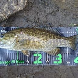 スモールマウスバス