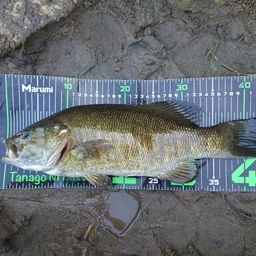 スモールマウスバス