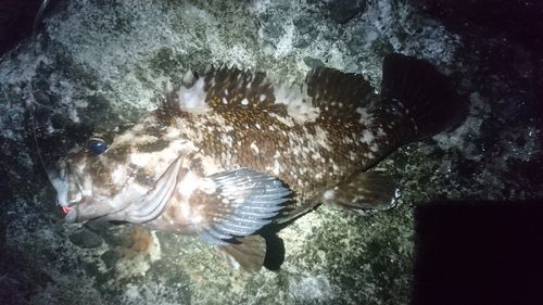 ハチガラの釣果