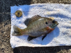 ブルーギルの釣果
