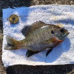 ブルーギル