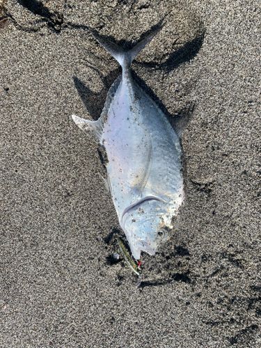 メッキの釣果