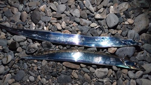 タチウオの釣果