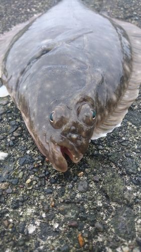 イシモチの釣果
