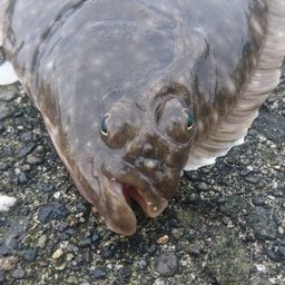イシモチ