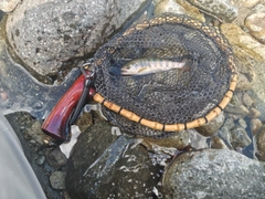 イワナの釣果