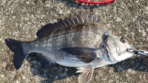 クロダイの釣果