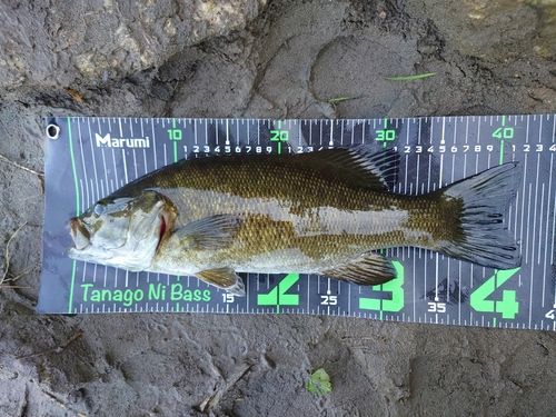 スモールマウスバスの釣果