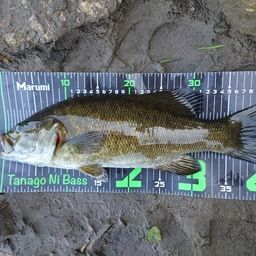 スモールマウスバス