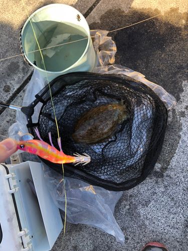 コウイカの釣果