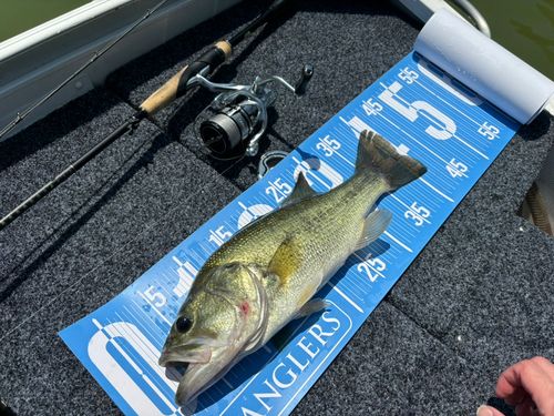 ブラックバスの釣果