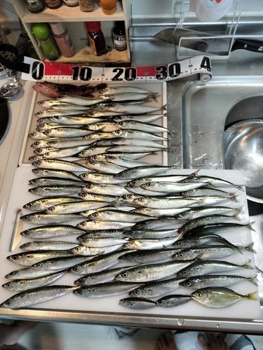 サバの釣果